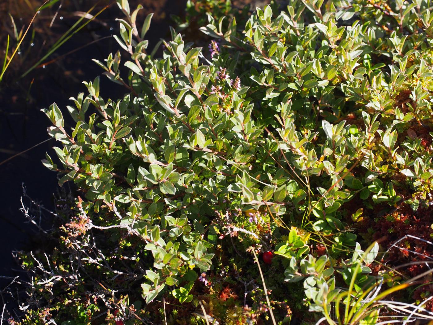 Willow, Creeping plant